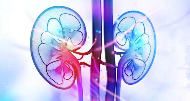 Illustration of a pair of kidneys