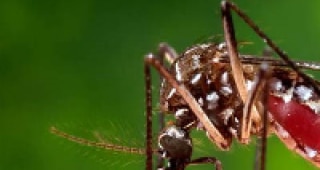 Mosquito biting an arm.