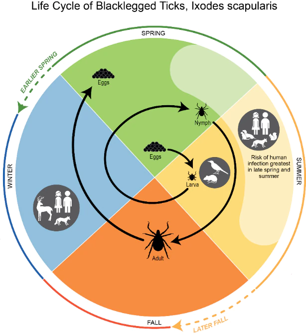 An image showing the life cycle of black-legged ticks: from eggs (spring) to larva (summer), nymph (spring), and adult (fall and winter). Risk of human infection is greatest in the late spring and summer.