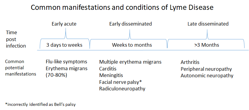 Figure showing common manifestations of Lyme disease at different stages.
