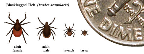 In general, adult ticks are approximately the size of a sesame seed and nymphal ticks are approximately the size of a poppy seed