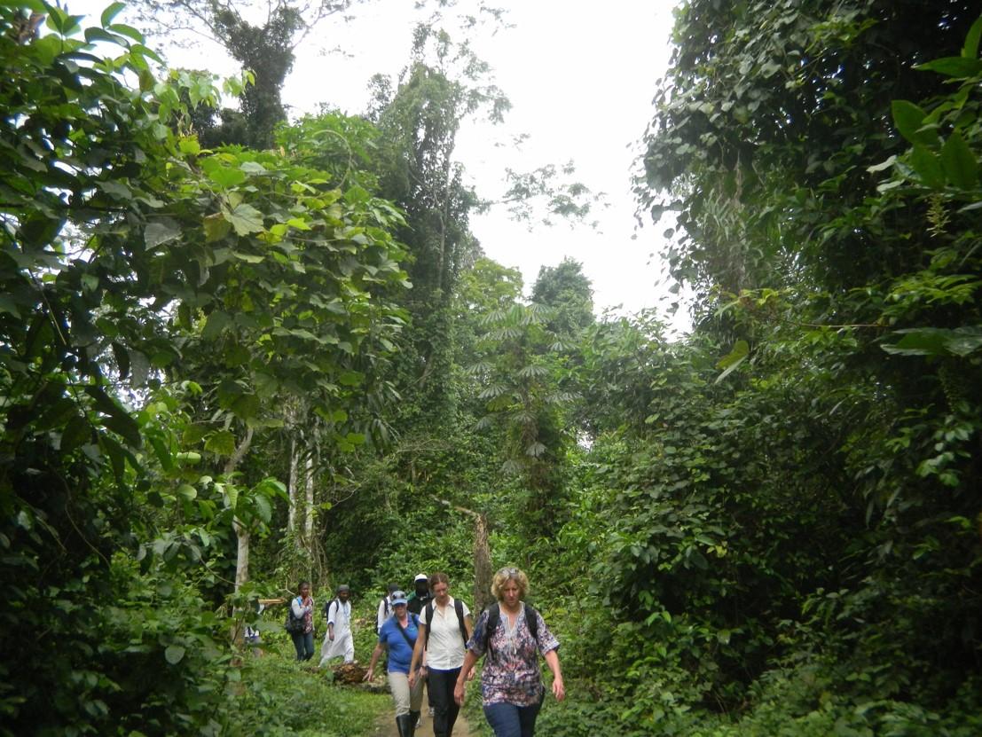 A line of people walk down a path in a jungle area