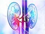 pair of kidneys, illustration