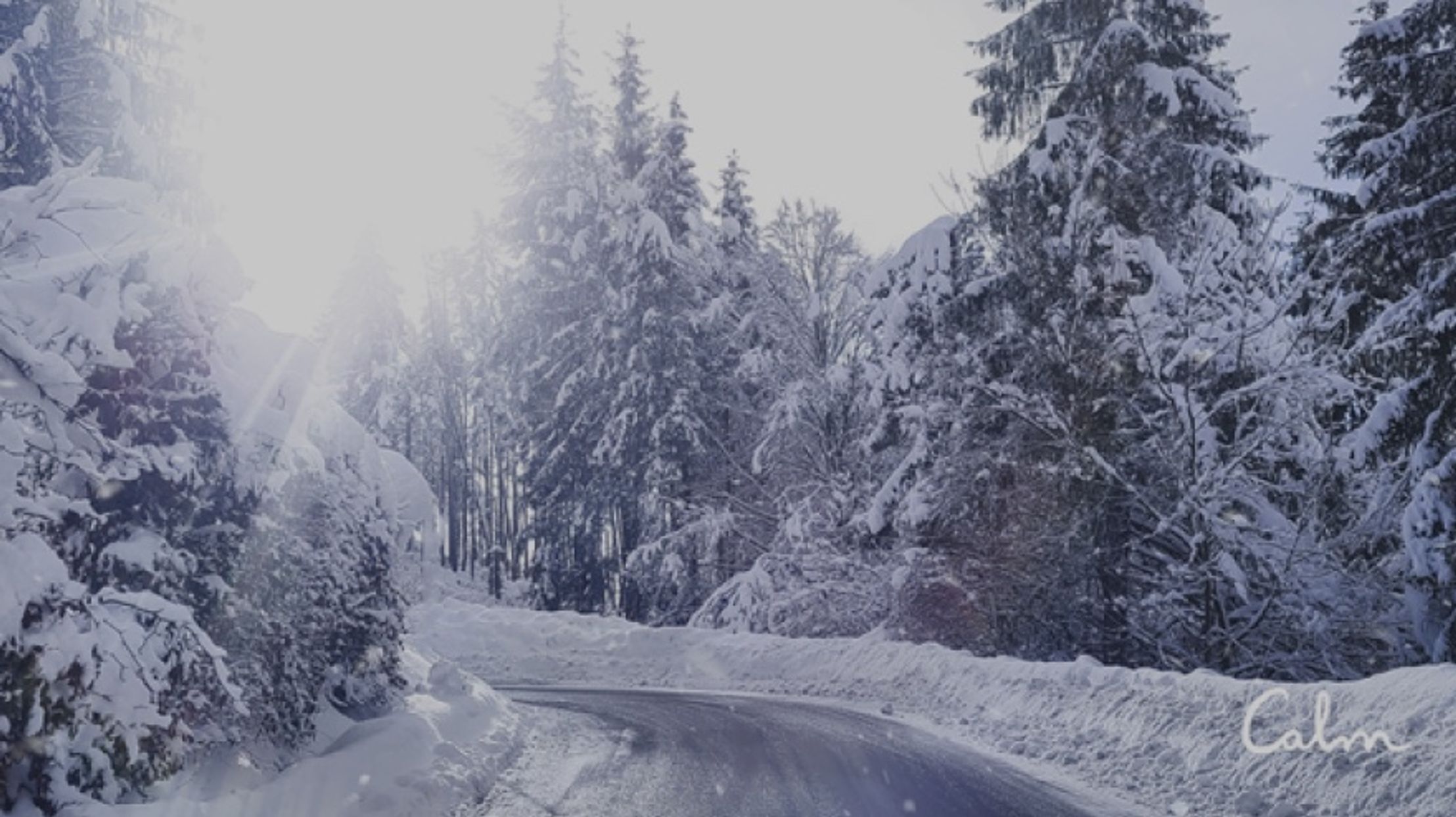 A road surrounded by pine trees, covered in picturesque snow, with the sun shining through the trees. The Calm logo is in the lower right corner.