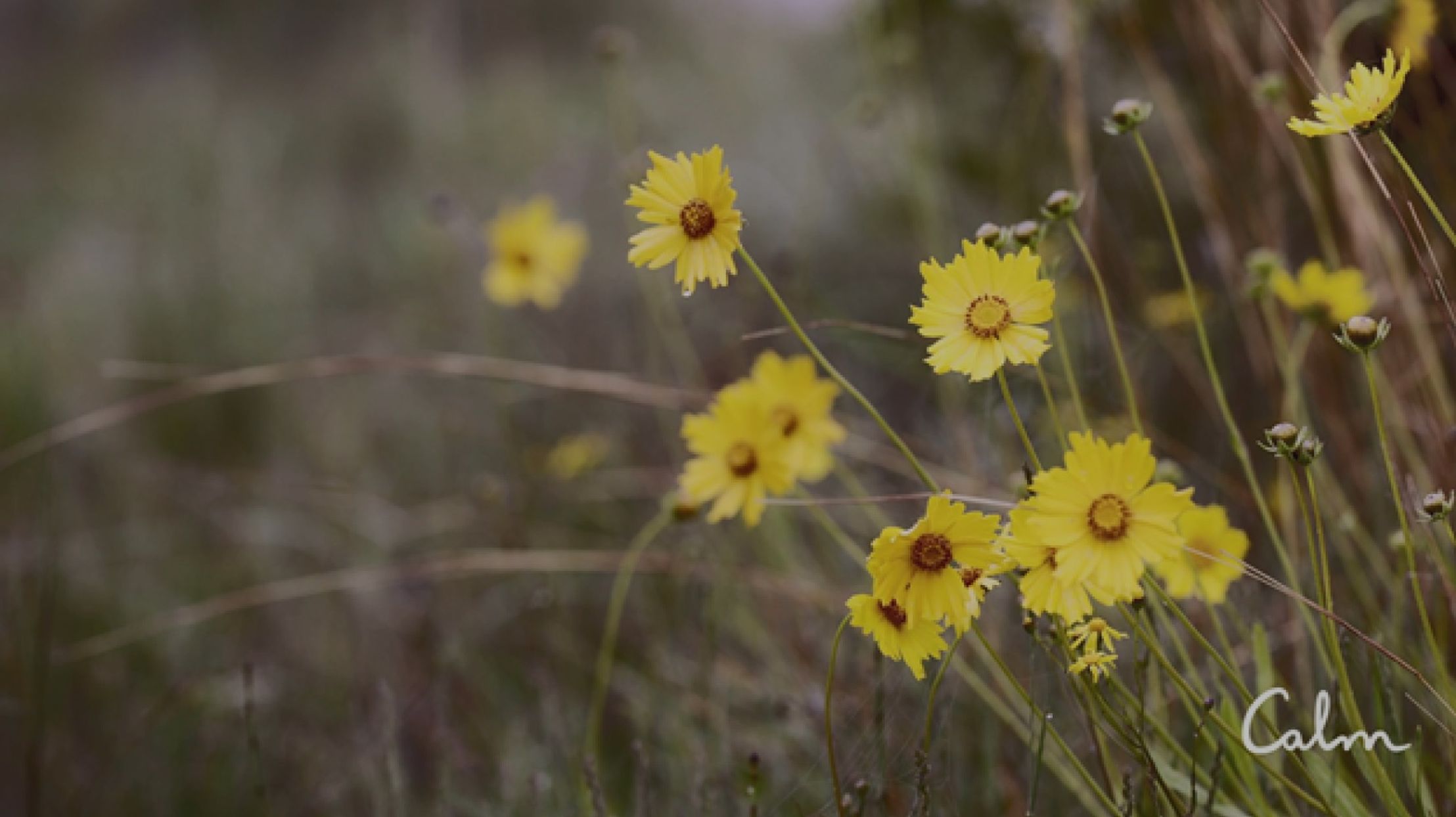 A group of several small yellow flowers growing together in a grass field. The Calm logo is in the lower right corner.