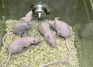 image of nude mice